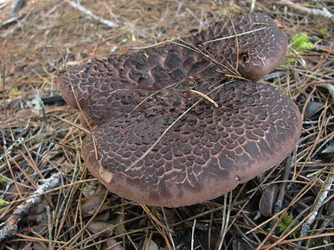 Flöckenstieliger Hexen-Röhrling (Sarcodon squamosus)