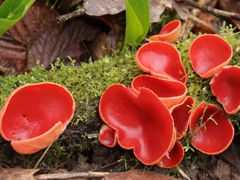 Roter Kelchbecherling (Sarcoscypha austriaca)