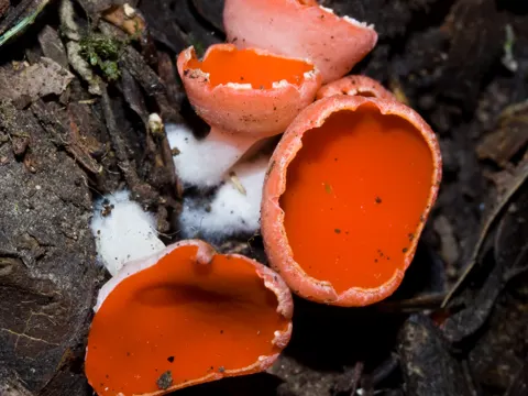 Zinnoberroter Prachtsbecherling (Sarcoscypha coccinea)
