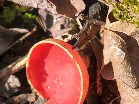 Scarlet Cup Fungus