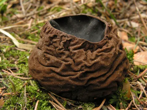 Kugel-Morchelbecher (Sarcosoma globosum)