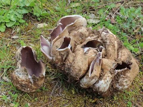 Kronenbecherling (Sarcosphaera coronaria)