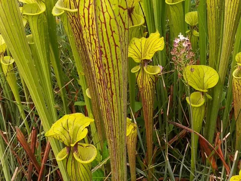 Gelbe Schlauchpflanze (Sarracenia flava)