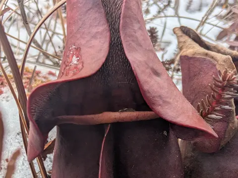Purpur-Schlauchpflanze (Sarracenia purpurea)