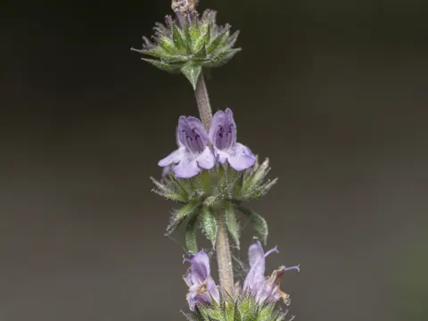 Kretischer Bergminze