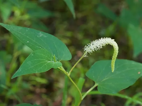 Lizard's Tail