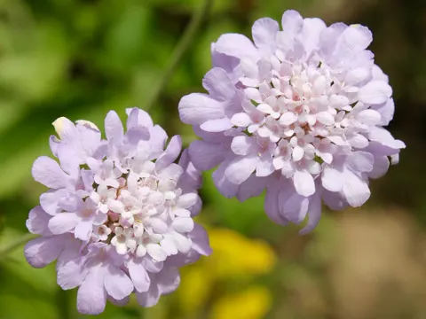 Tauben-Skabiose (Scabiosa columbaria)