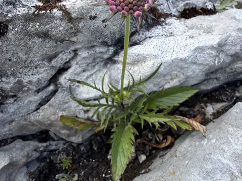 Glänzende Skabiose (Scabiosa lucida)