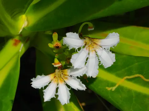 Naupaka