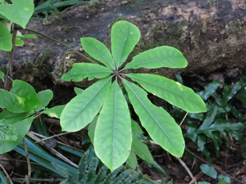 Pīngao Tree