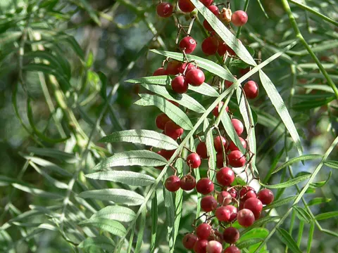 Peruanischer Pfefferbaum (Schinus molle)