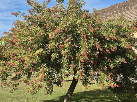 Brazilian Pepper Tree