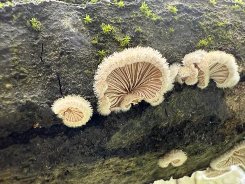 Split Gill