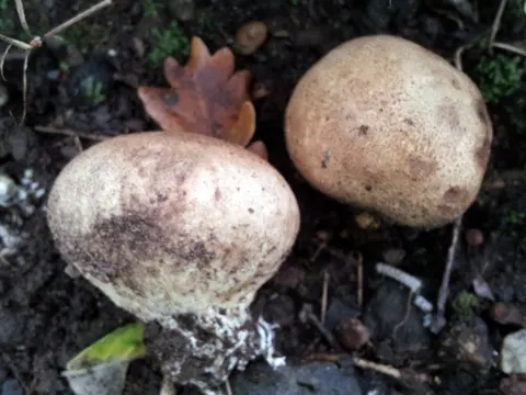 Gelbflockiger Hartbovist (Scleroderma bovista)