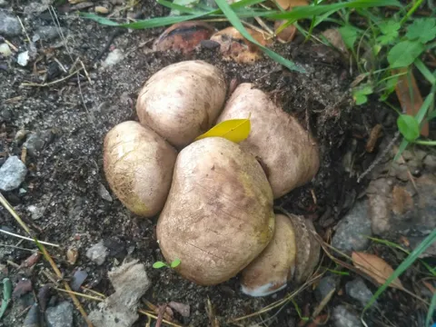 Rötender Hartbovist (Scleroderma cepa)