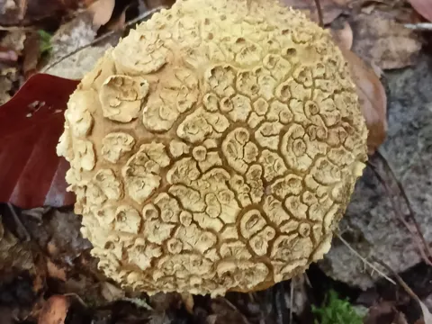 Dickschaliger Kartoffelbovist (Scleroderma citrinum)