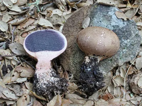 Braunwarziger Hartbovist (Scleroderma verrucosum)