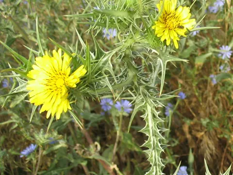 Flecken-Golddistel