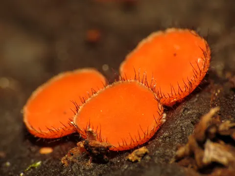 Gemeiner Schildborstling (Scutellinia scutellata)