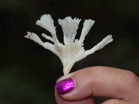 Sebacina schweinitzii (Sebacina schweinitzii)