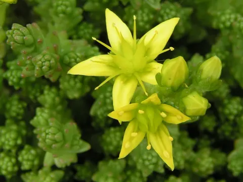Scharfer Mauerpfeffer (Sedum acre)