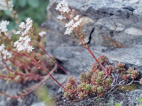 Weisser Mauerpfeffer (Sedum album)