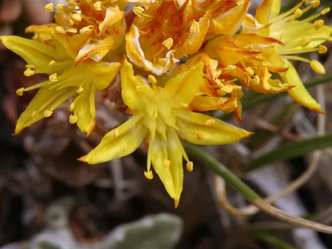 Sedum lanceolatum (Sedum lanceolatum)