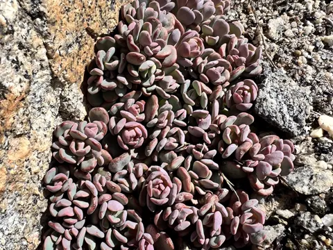 Sierra Stonecrop