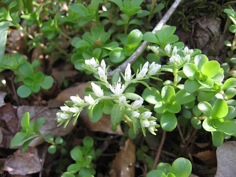 Stonecrop