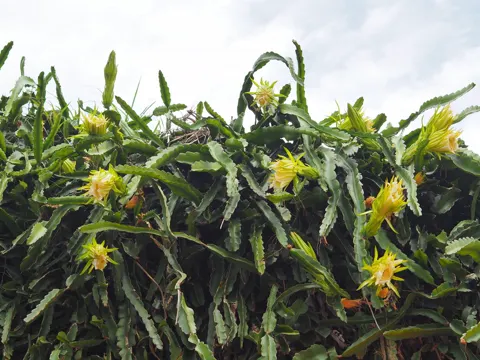 Drachenfrucht