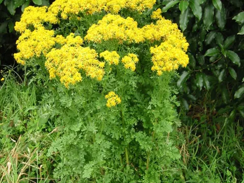 Senecio jacobaea (Senecio jacobaea)