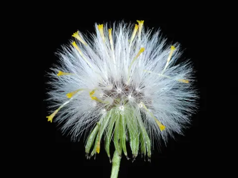 Senecio vulgaris (Senecio vulgaris)