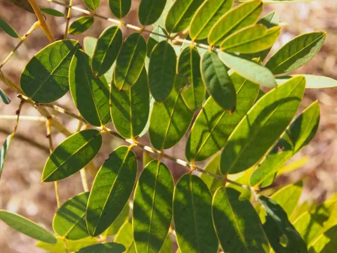 Senna hebecarpa (Senna hebecarpa)