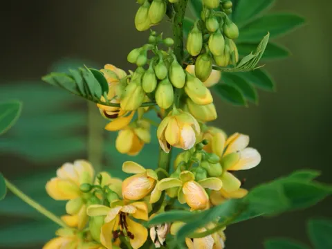 Senna marilandica (Senna marilandica)