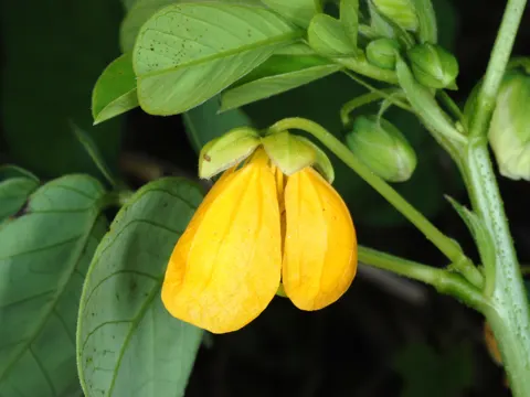 Senna obtusifolia (Senna obtusifolia)