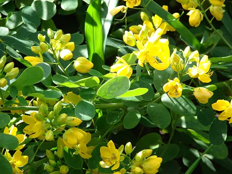 Senna pendula (Senna pendula)
