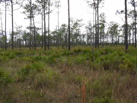 Saw Palmetto