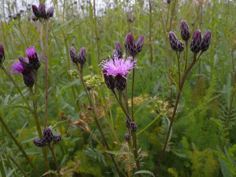 Färber-Scharte (Serratula tinctoria)