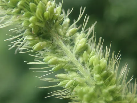 Grüne Borstenhirse (Setaria viridis)