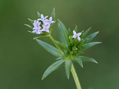Ackerröte (Sherardia arvensis)