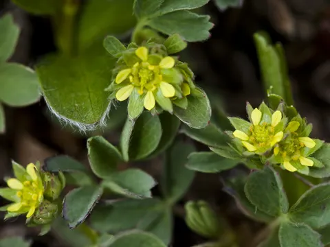 Alpen-Gelbling (Sibbaldia procumbens)