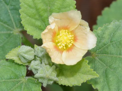 Country Mallow
