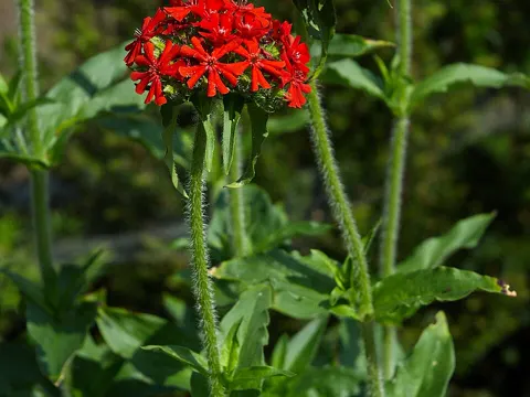 Maltesecross (Silene chalcedonica)