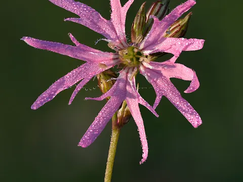 Kuckucks-Lichtnelke (Silene flos-cuculi)