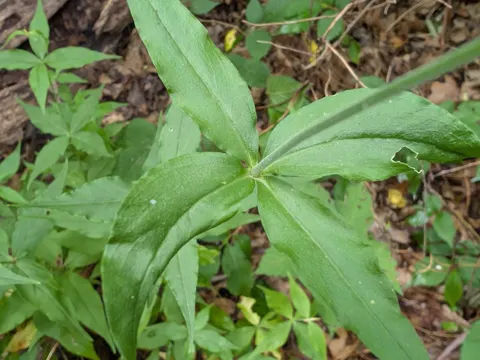 Starry Campion