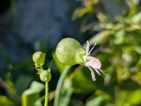 Bladder Campion