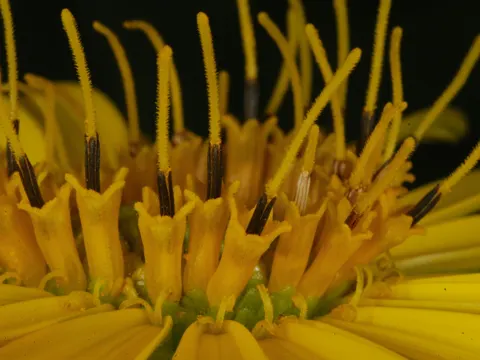 Becherpflanze (Silphium perfoliatum)