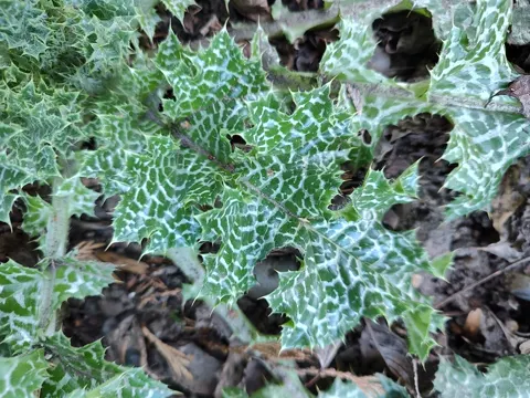 Milk Thistle