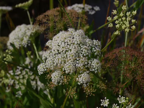 Grosser Merk (Sium latifolium)