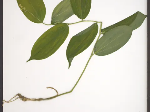Falsche Salomonssiegel